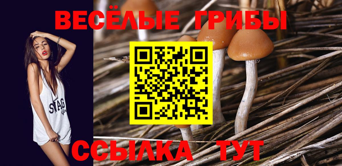 Псилоцибиновые грибы Psilocybe Георгиевск